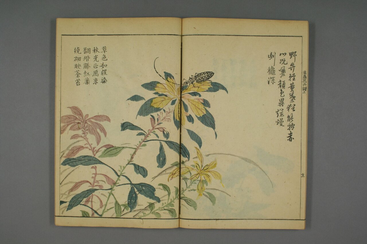 草本花卉草蟲譜 第57葉