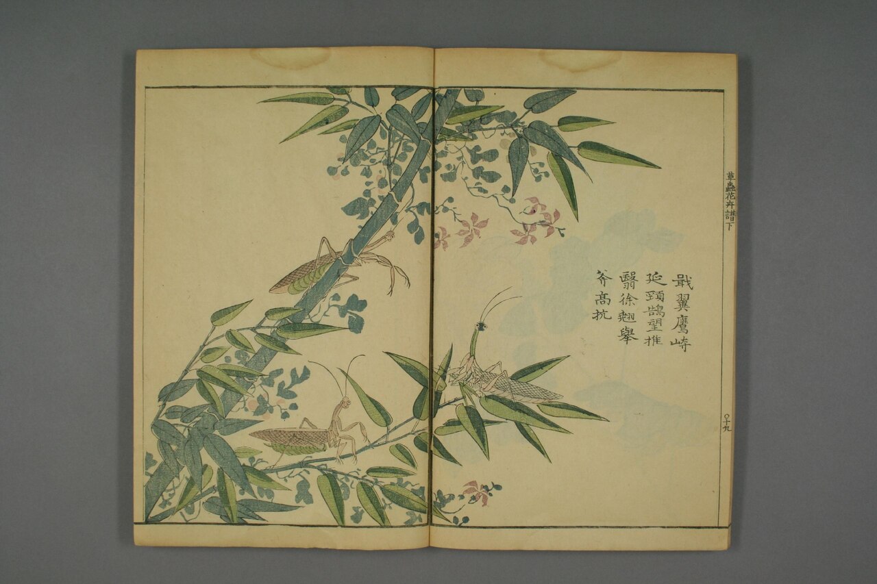 草本花卉草蟲譜 第88葉